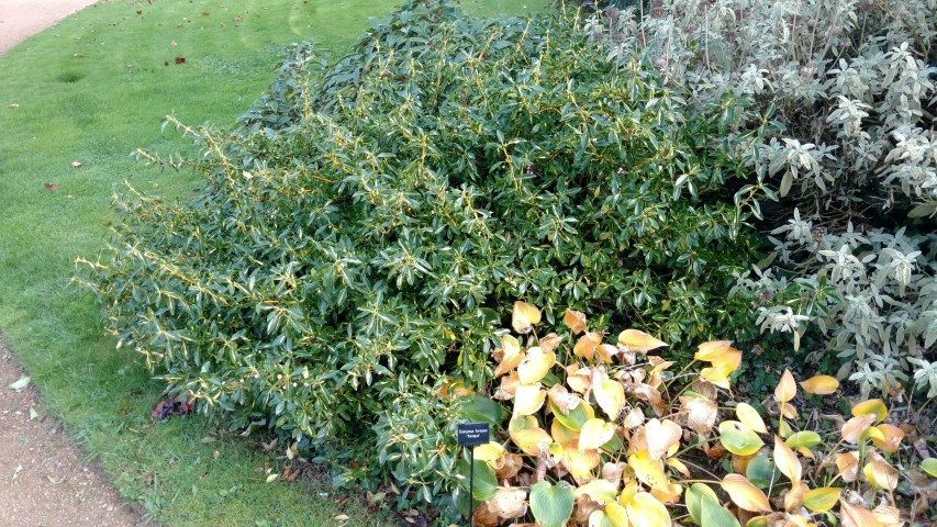 Euonymus fortunei plantplacesimage20161015_153340.jpg