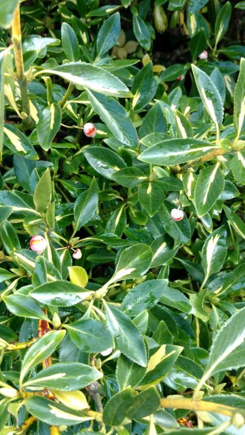 Euonymus fortunei plantplacesimage20161015_153356.jpg