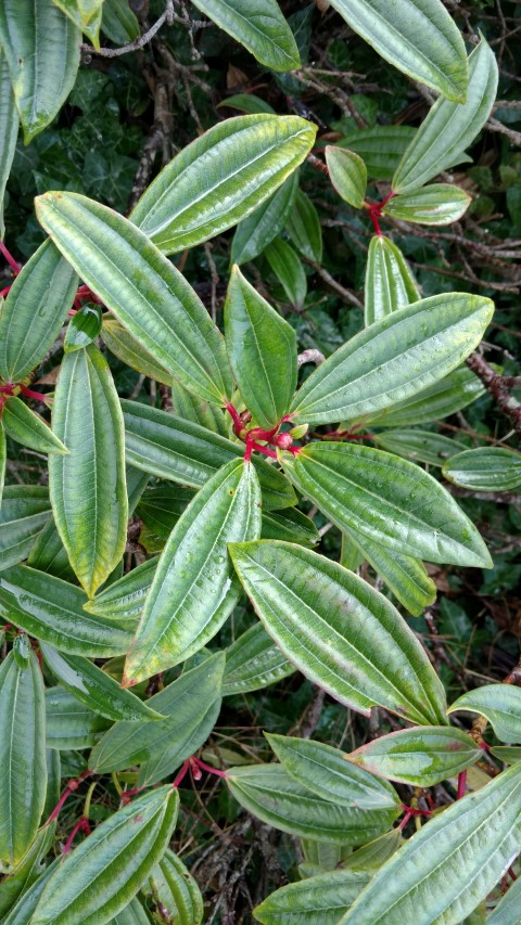 Viburnum davidii plantplacesimage20161015_153505.jpg