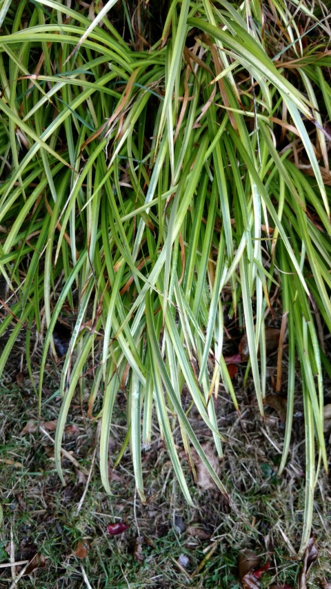 Acorus grannies plantplacesimage20161015_153621.jpg