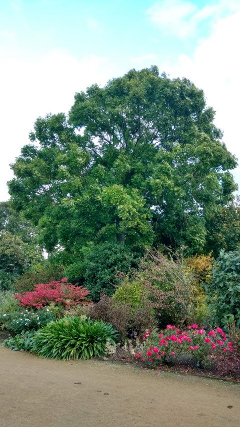 Fraxinus ornus plantplacesimage20161015_153949.jpg