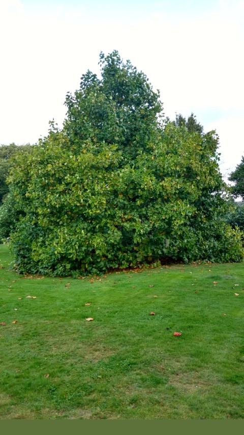 Liriodendron tulipifera plantplacesimage20161015_154057.jpg