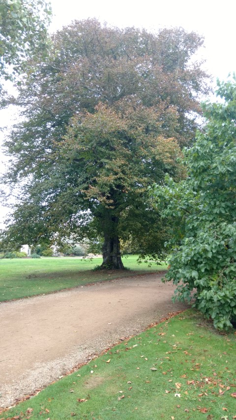 Tilia europaea plantplacesimage20161015_154502.jpg