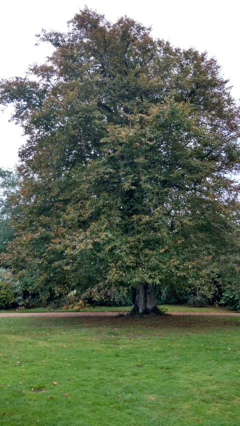 Tilia europaea plantplacesimage20161015_154544.jpg