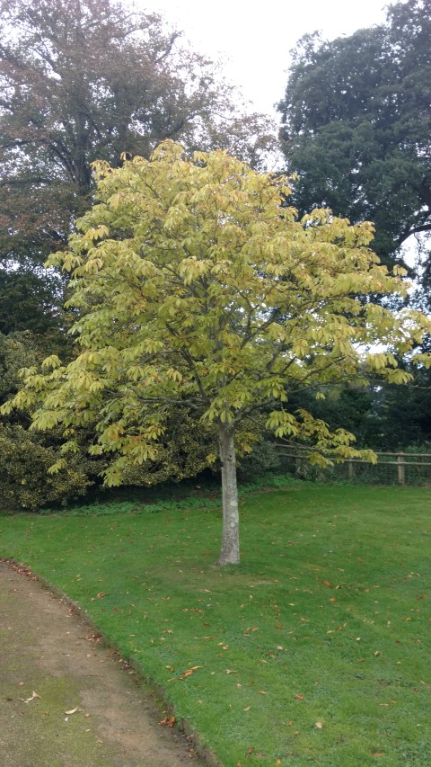 Aesculus indica plantplacesimage20161015_154951.jpg