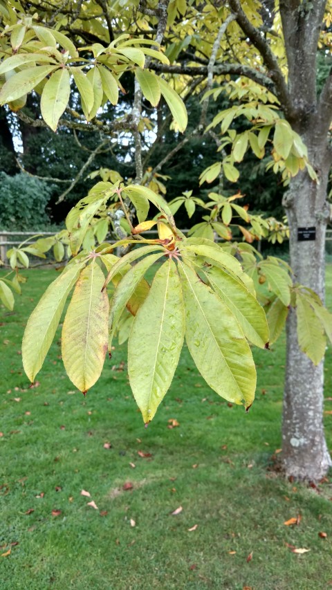 Aesculus indica plantplacesimage20161015_155014.jpg