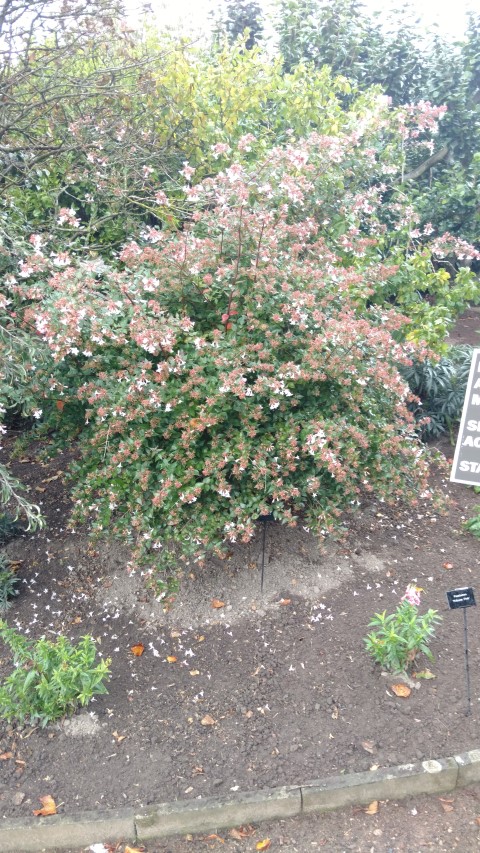 Abelia x grandiflora plantplacesimage20161015_155158.jpg