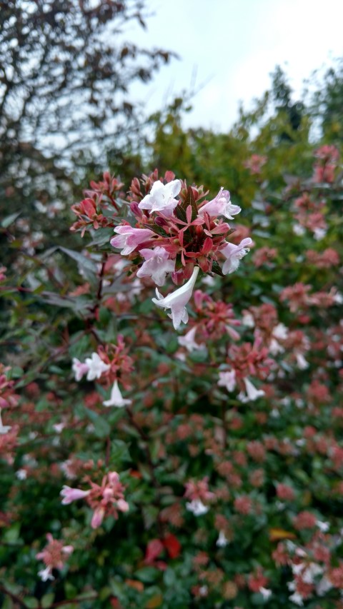 Abelia x grandiflora plantplacesimage20161015_155210.jpg