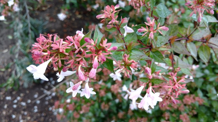 Abelia x grandiflora plantplacesimage20161015_155222.jpg