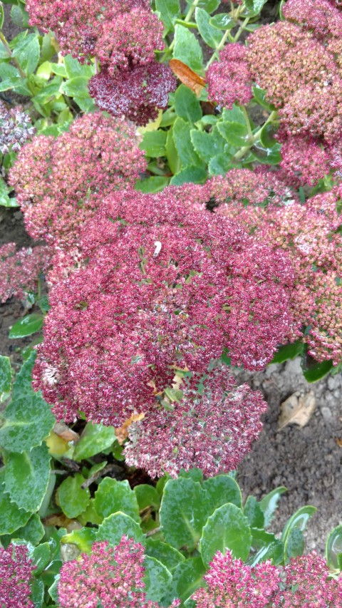 Sedum spectabile plantplacesimage20161015_155353.jpg