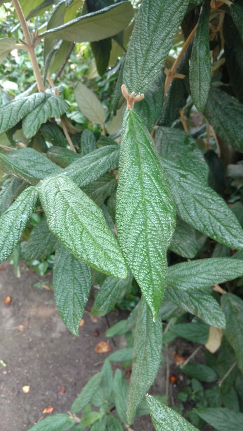 Viburnum x rhytidophyllum plantplacesimage20161015_155451.jpg