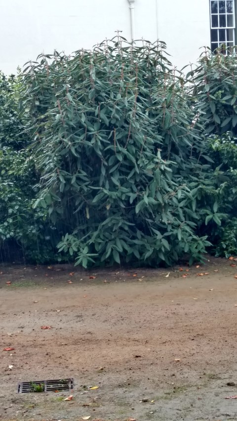 Viburnum x rhytidophyllum plantplacesimage20161015_155507.jpg
