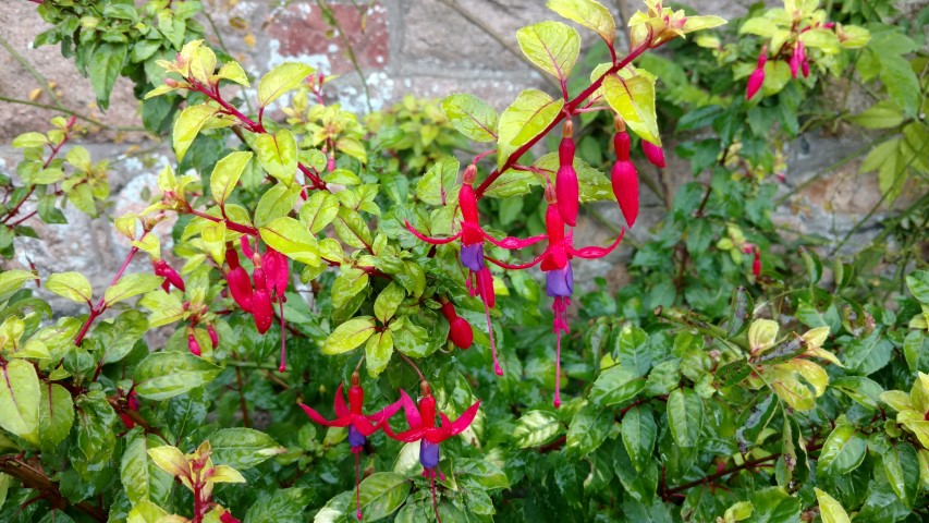 Fuchsia  plantplacesimage20161015_155846.jpg