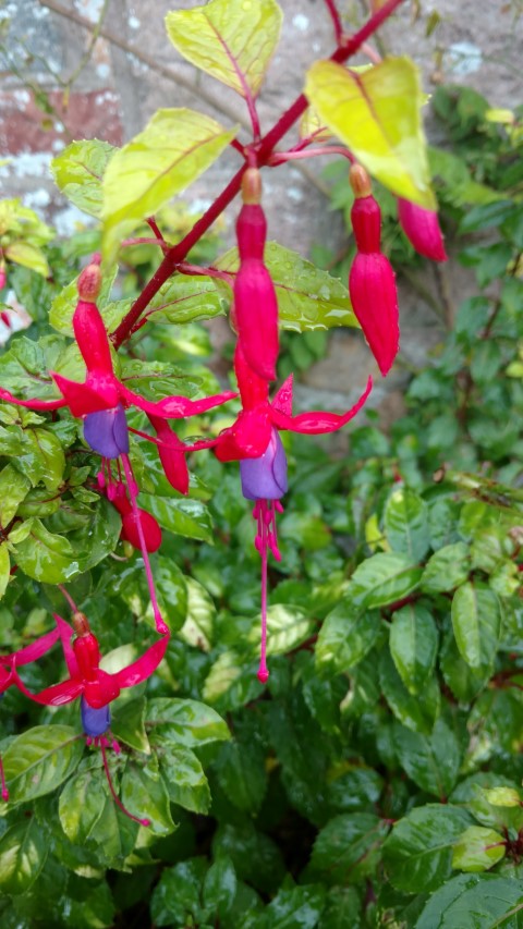 Fuchsia  plantplacesimage20161015_155904.jpg