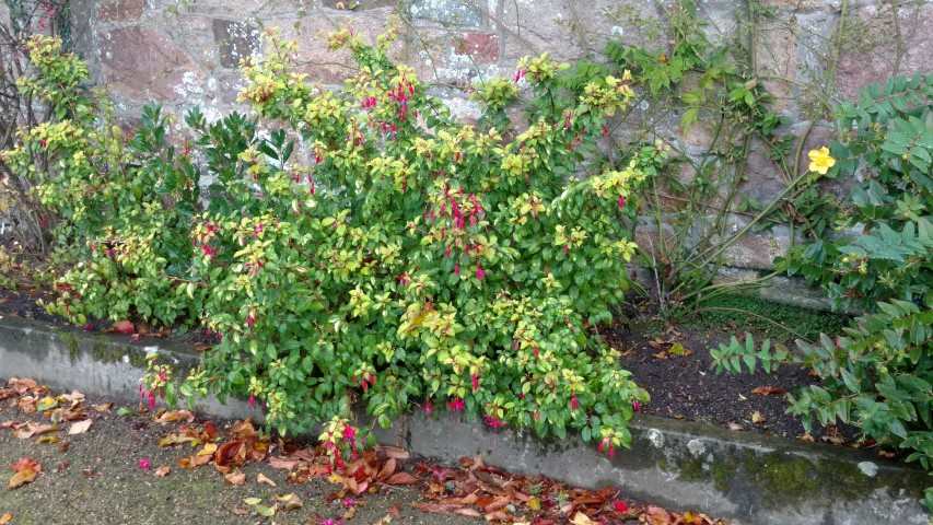 Fuchsia  plantplacesimage20161015_155916.jpg