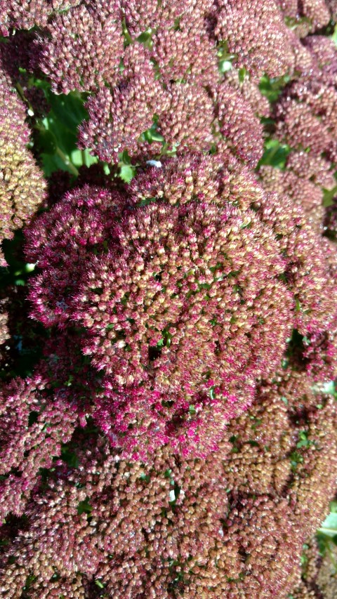 Sedum telephinum plantplacesimage20161015_160248.jpg