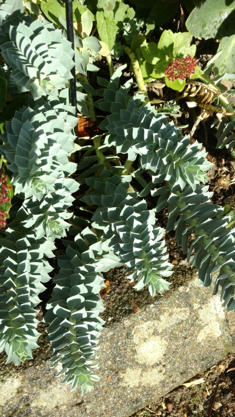 Euphorbia myrsinites plantplacesimage20161015_160316.jpg