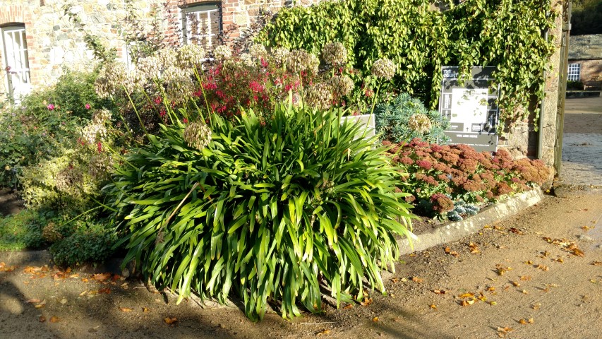 Agapanthus africanus plantplacesimage20161015_160504.jpg