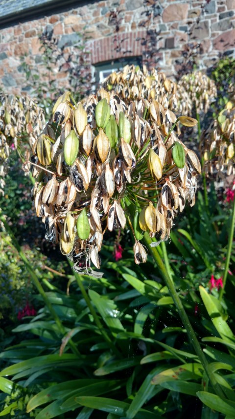 Agapanthus africanus plantplacesimage20161015_160529.jpg