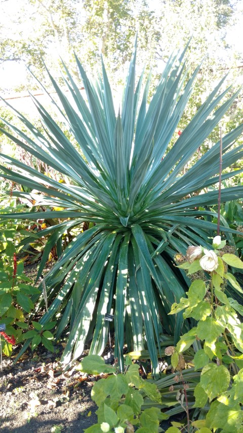 Furcraea gigantea plantplacesimage20161015_161424.jpg