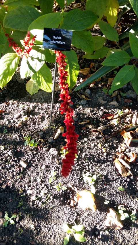 Salvia confertifolia plantplacesimage20161015_161517.jpg