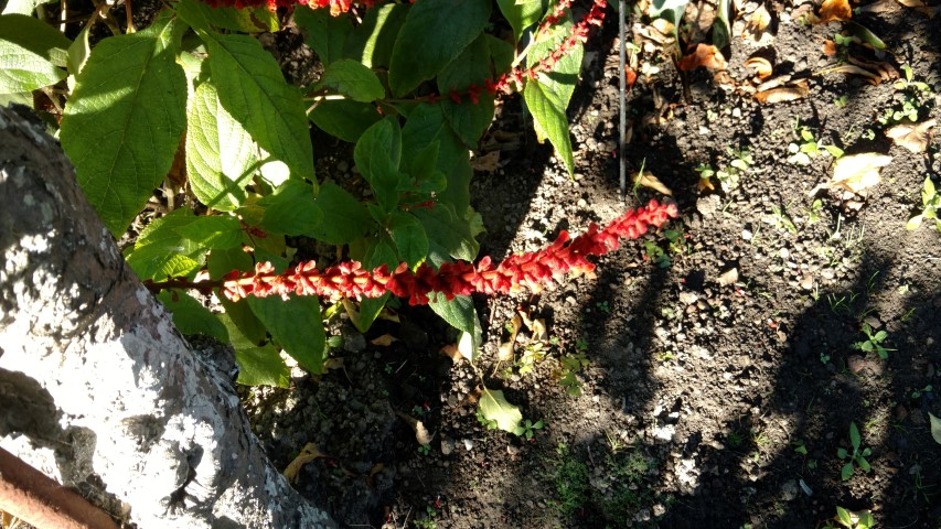 Salvia confertifolia plantplacesimage20161015_161530.jpg