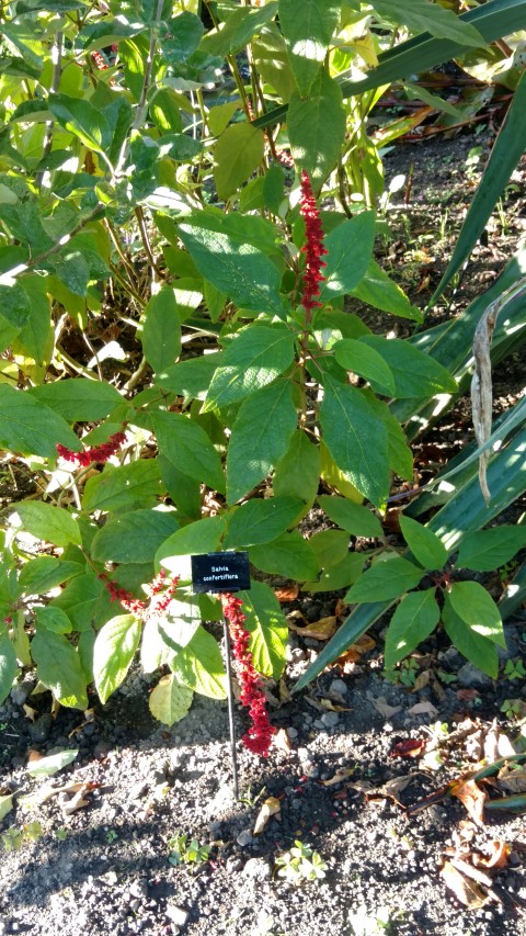 Salvia confertifolia plantplacesimage20161015_161542.jpg