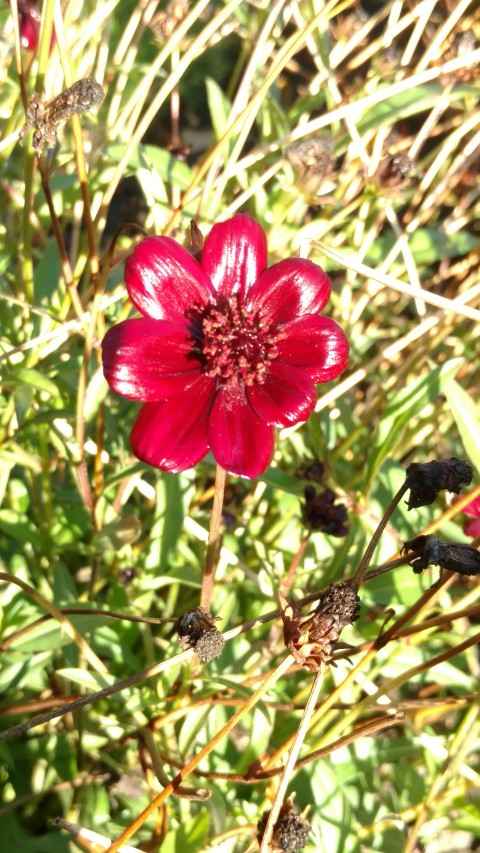 Cosmos atrosanguineus plantplacesimage20161015_161851.jpg