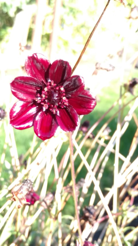 Cosmos atrosanguineus plantplacesimage20161015_161908.jpg