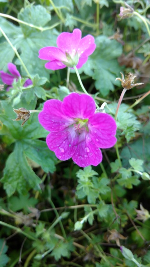 Geranium x riversleaianum plantplacesimage20161015_162646.jpg