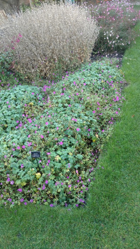 Geranium x riversleaianum plantplacesimage20161015_162713.jpg