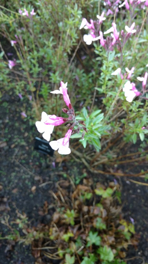 Salvia plantplacesimage20161015_162852.jpg