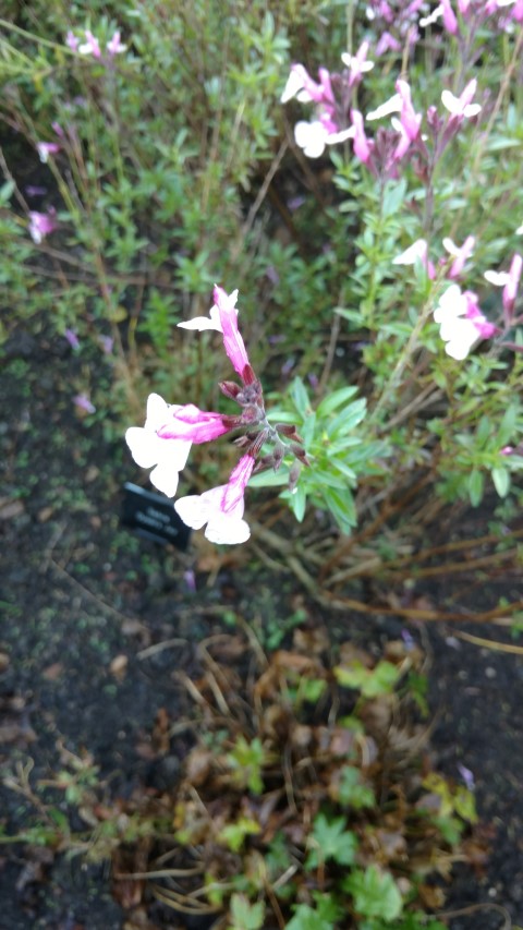 Salvia  plantplacesimage20161015_162852.jpg