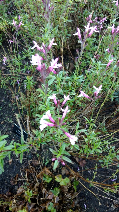 Salvia  plantplacesimage20161015_162906.jpg