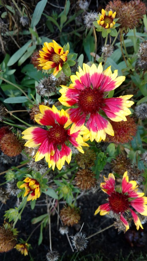 Gaillardia grandiflora plantplacesimage20161015_163230.jpg