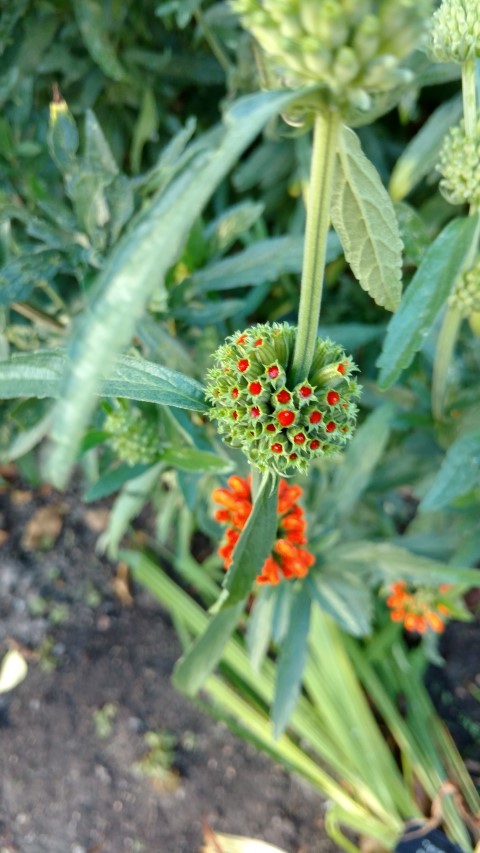 Leonotis leonurus plantplacesimage20161015_163929.jpg