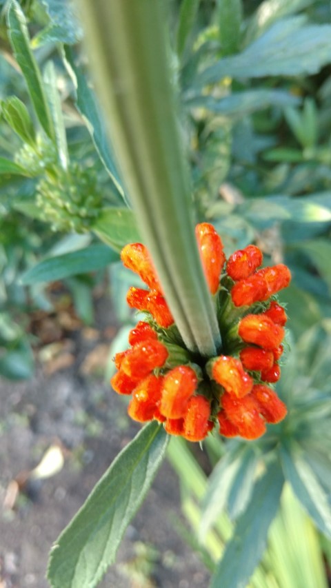 Leonotis leonurus plantplacesimage20161015_163939.jpg