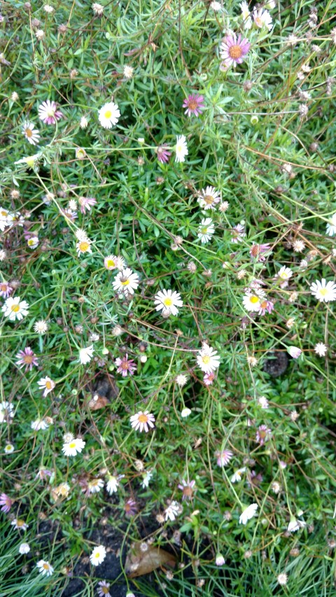 Erigeron karvinskianus plantplacesimage20161015_164210.jpg