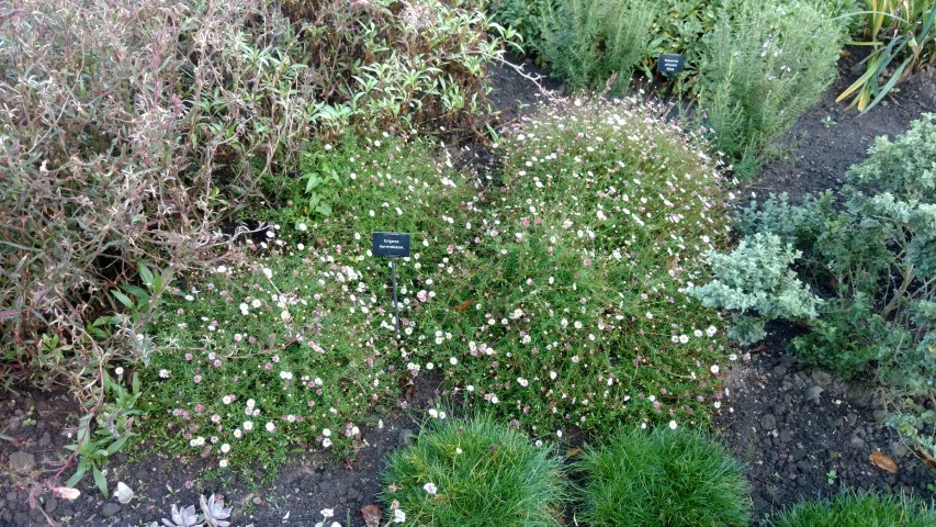 Erigeron karvinskianus plantplacesimage20161015_164221.jpg