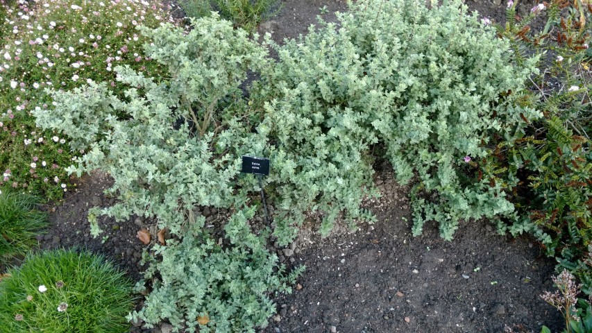 Salvia aurea plantplacesimage20161015_164248.jpg