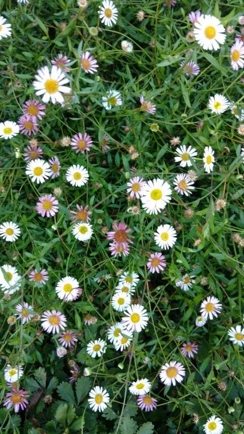 Leucanthemum x superbum plantplacesimage20161015_164428.jpg