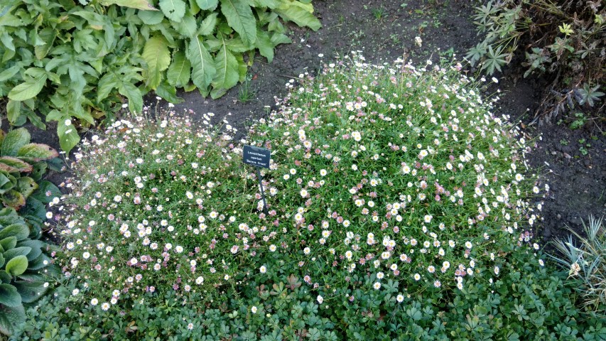 Leucanthemum x superbum plantplacesimage20161015_164439.jpg