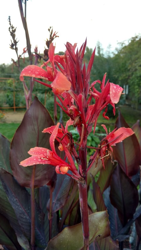 Canna Mystique plantplacesimage20161015_164530.jpg