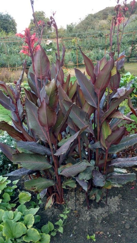 Canna Mystique plantplacesimage20161015_164545.jpg