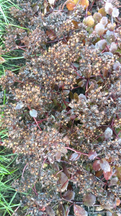 Sedum  plantplacesimage20161015_164626.jpg