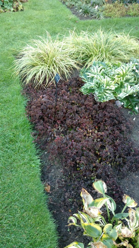 Sedum plantplacesimage20161015_164636.jpg