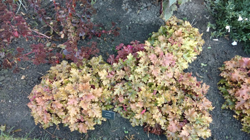 Heuchera Marmalade plantplacesimage20161015_164716.jpg