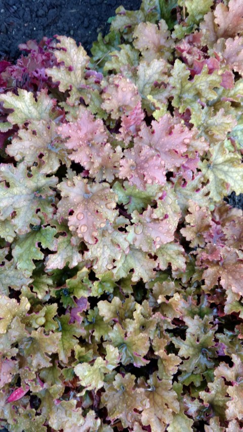 Heuchera Marmalade plantplacesimage20161015_164732.jpg