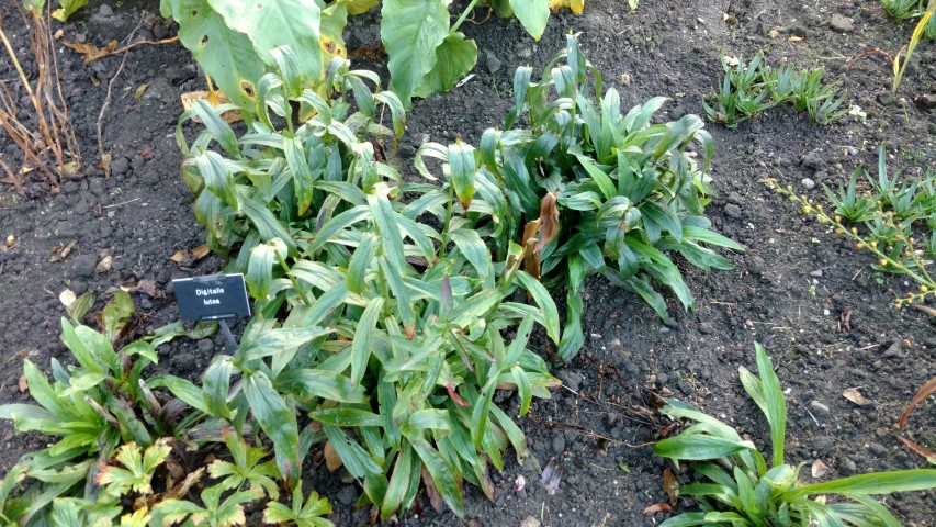 Digitalis lutea plantplacesimage20161015_164825.jpg