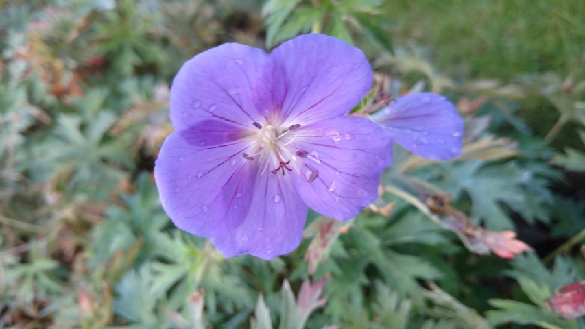 Geranium  plantplacesimage20161015_165040.jpg